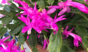 Christmas Cactus